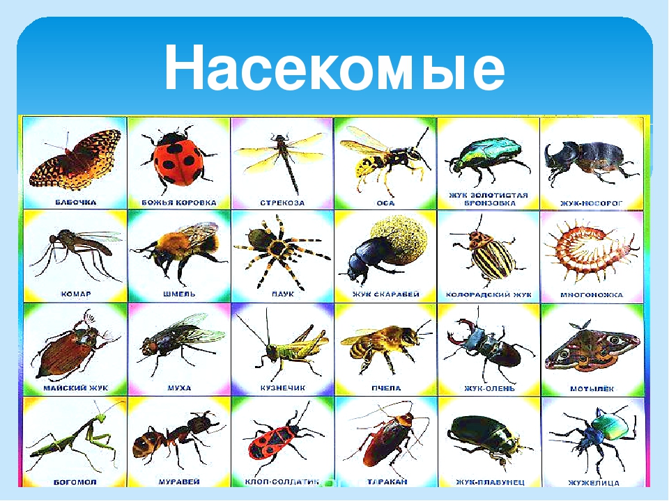 Презентация на тему "Лето"