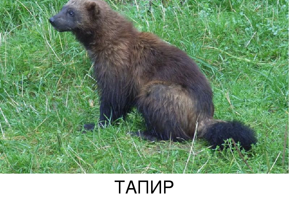 Презентация по экологии для детей подготовительной к школе группы на тему "Тайга"