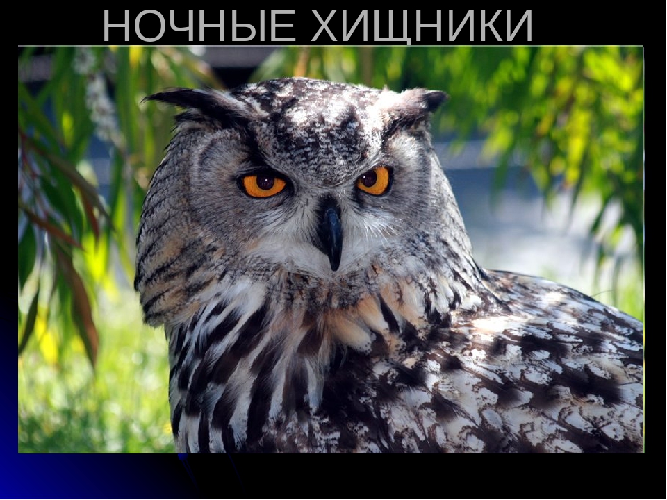 Презентация по окружающему миру для детей старшего дошкольного возраста на тему "Ночные хищники"