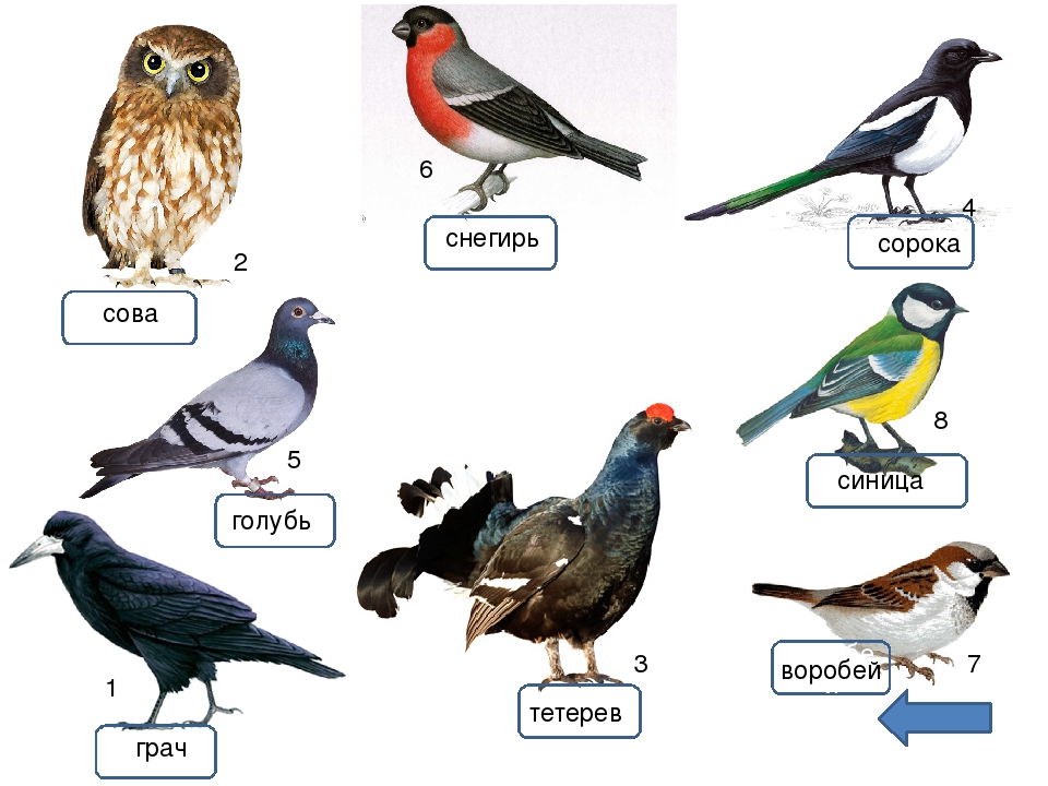 Как изменится численность зябликов и ястребов. Дикие птицы названия. Зимующие птицы. Зимующие птицы названия. Рисунки птиц с названиями.