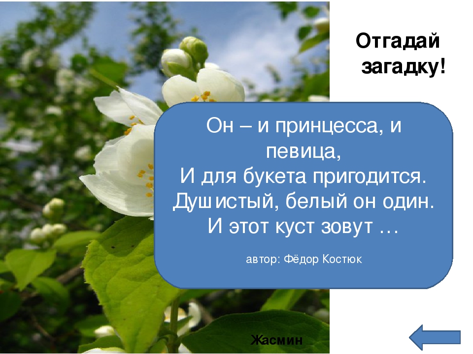 Презентация по зкологическому воспитанию"Экотропа"