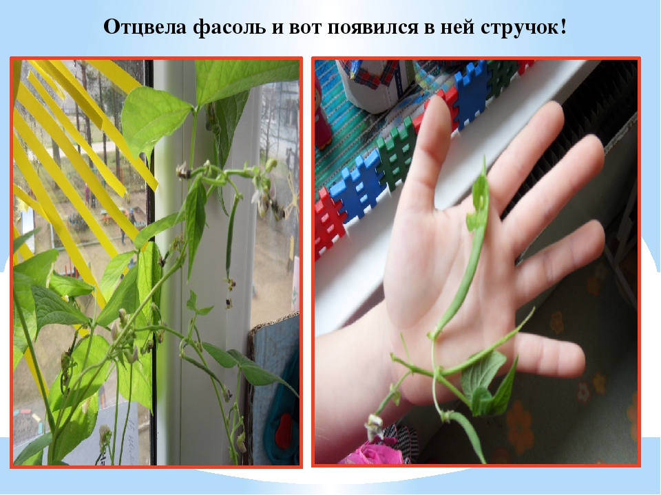Презентация "Огород у нас хорош, всё, что хочешь здесь растёт"