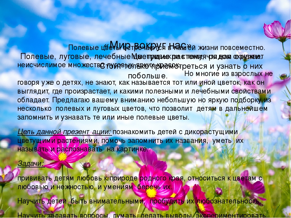 "Мир вокруг нас" Знакомство детей с полевыми цветами