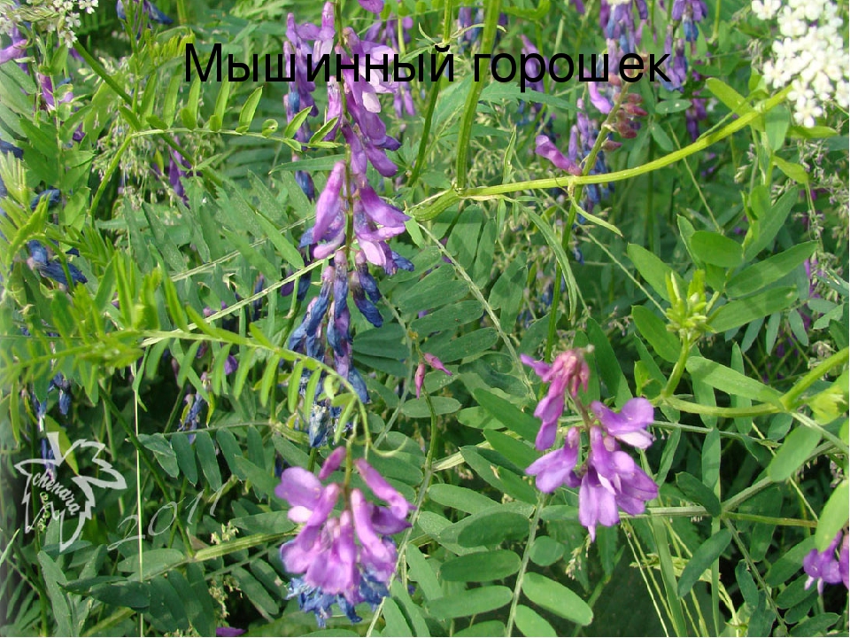 "Мир вокруг нас" Знакомство детей с полевыми цветами