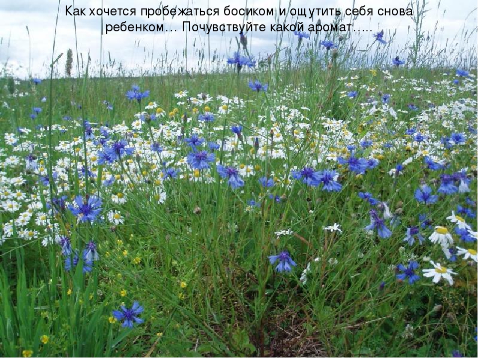 "Мир вокруг нас" Знакомство детей с полевыми цветами