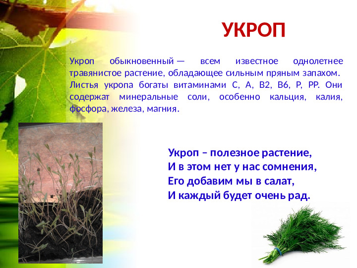 Огород на окошке. Презентация