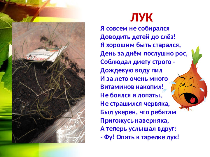 Огород на окошке. Презентация