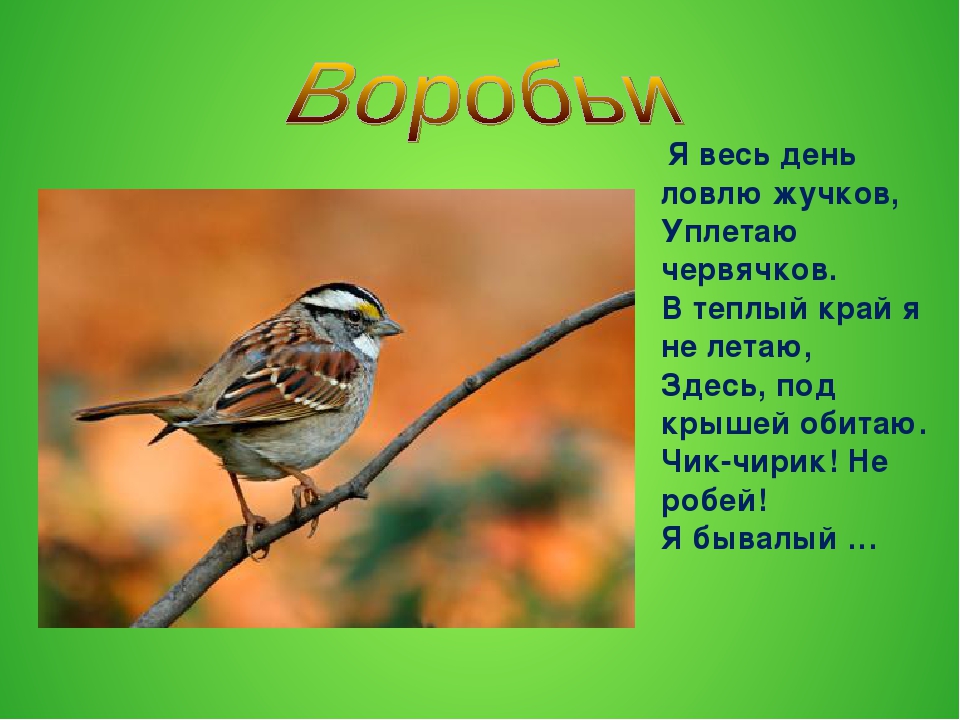 Презентация по окружающему миру в ДОУ "Зимующие птицы"