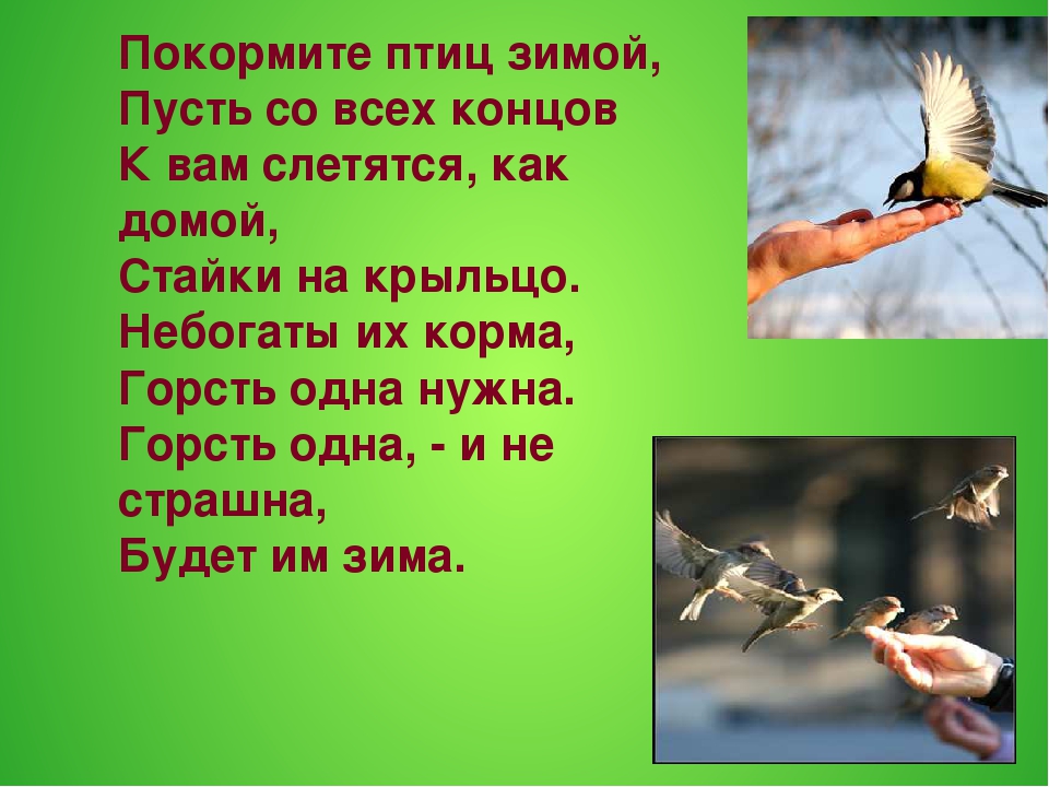 Презентация по окружающему миру в ДОУ "Зимующие птицы"