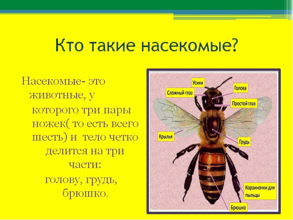 Презентация по экологии на тему"Насекомые"