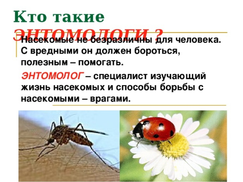Презентация по экологии на тему"Насекомые"