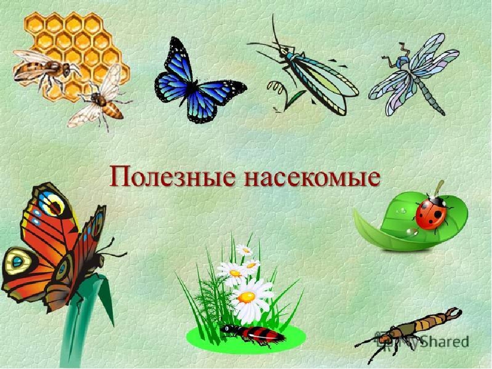 Презентация по экологии на тему"Насекомые"