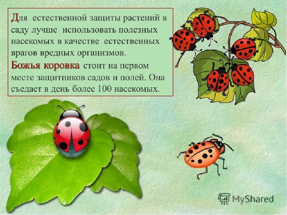 Презентация по экологии на тему"Насекомые"