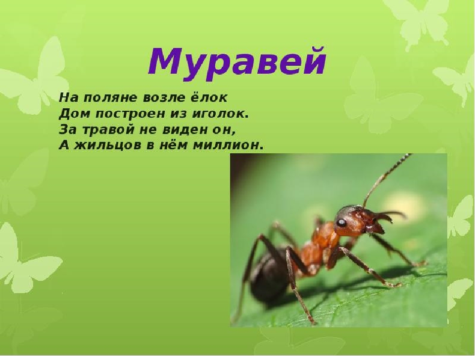 Презентация по экологии на тему"Насекомые"