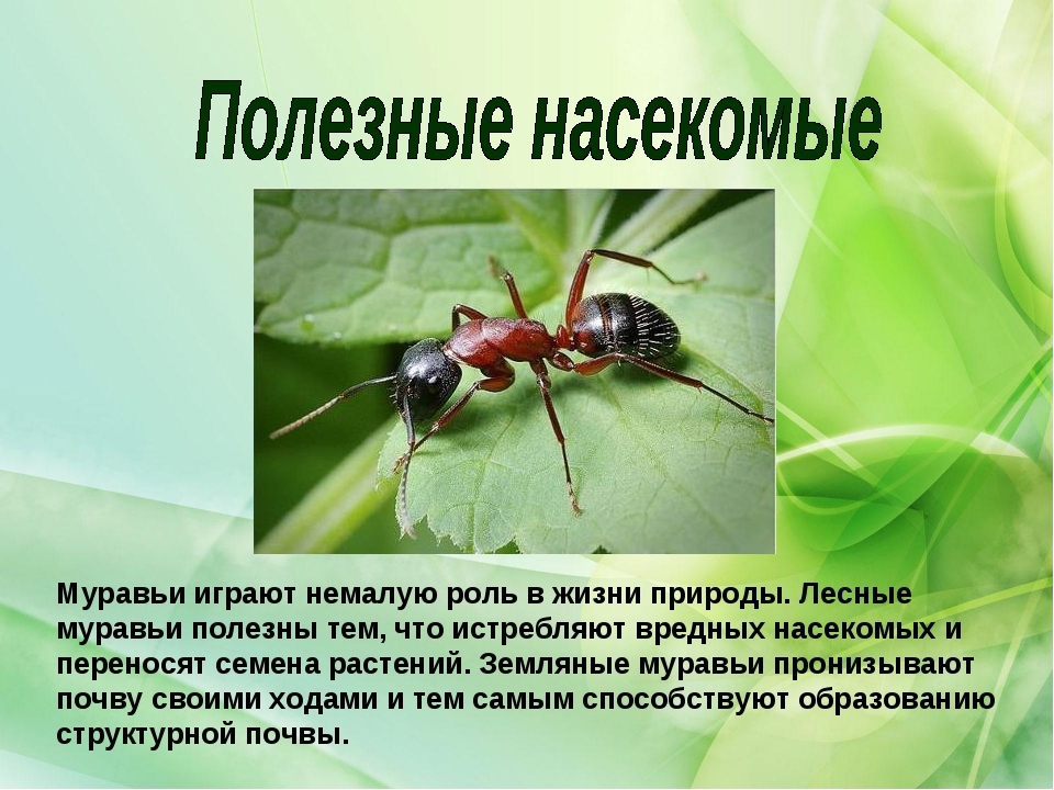 Презентация по экологии на тему"Насекомые"