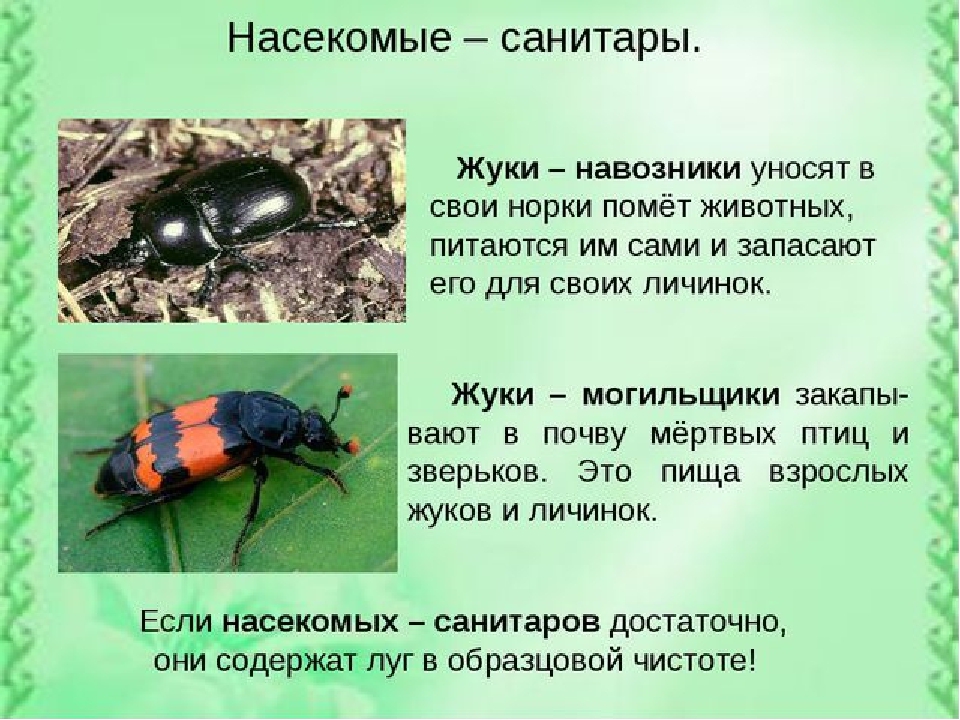 Презентация по экологии на тему"Насекомые"