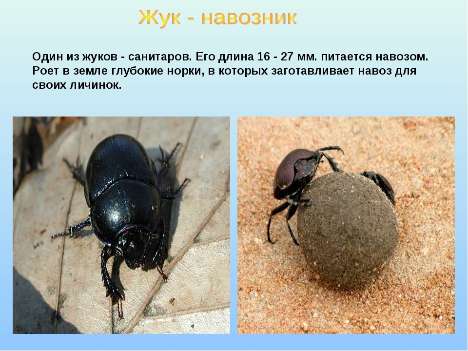 Презентация по экологии на тему"Насекомые"