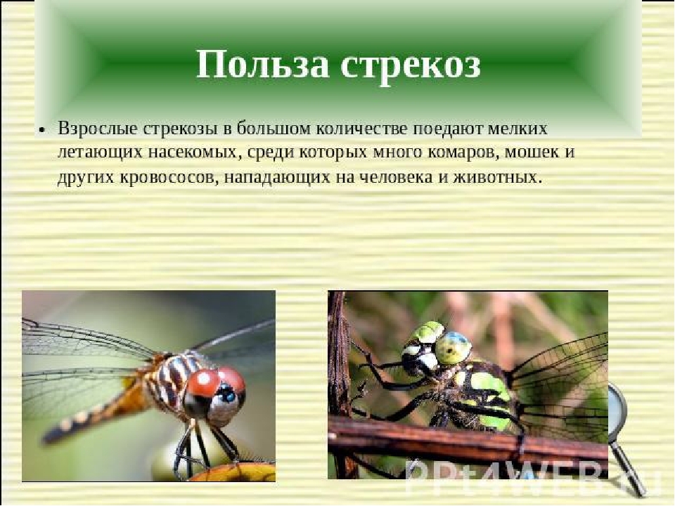 Презентация по экологии на тему"Насекомые"