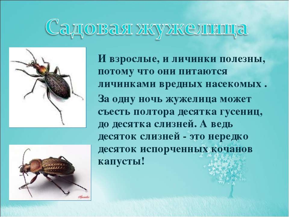 Презентация по экологии на тему"Насекомые"