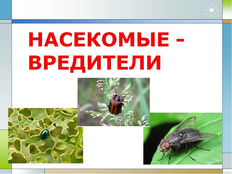 Презентация по экологии на тему"Насекомые"