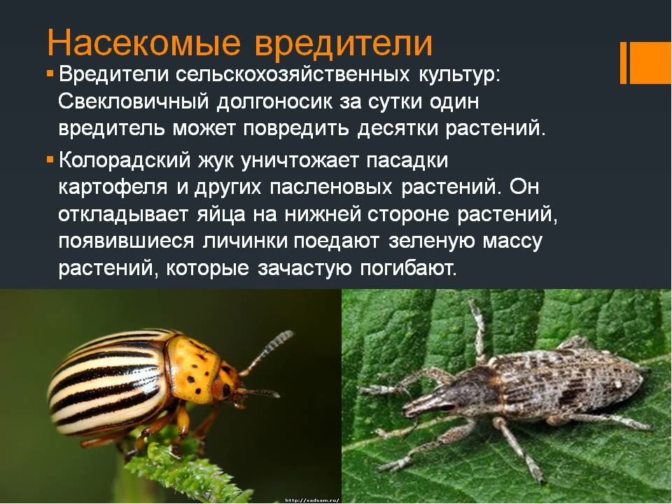 Презентация по экологии на тему"Насекомые"