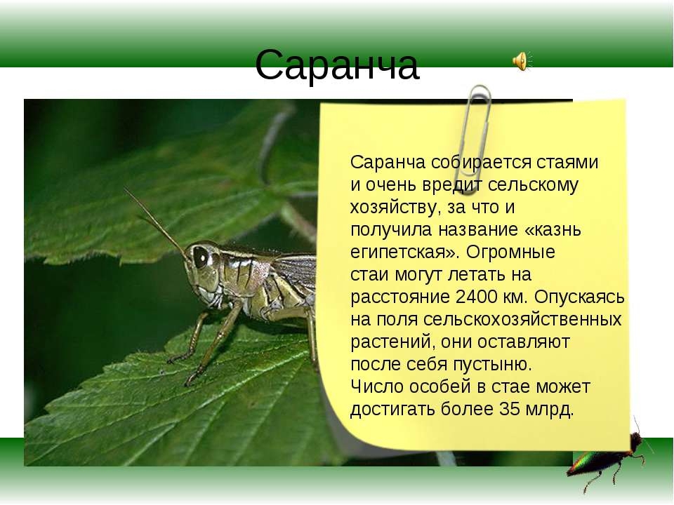 Презентация по экологии на тему"Насекомые"