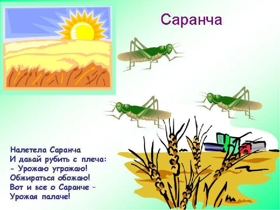 Презентация по экологии на тему"Насекомые"
