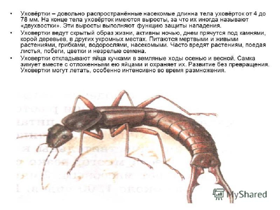 Презентация по экологии на тему"Насекомые"