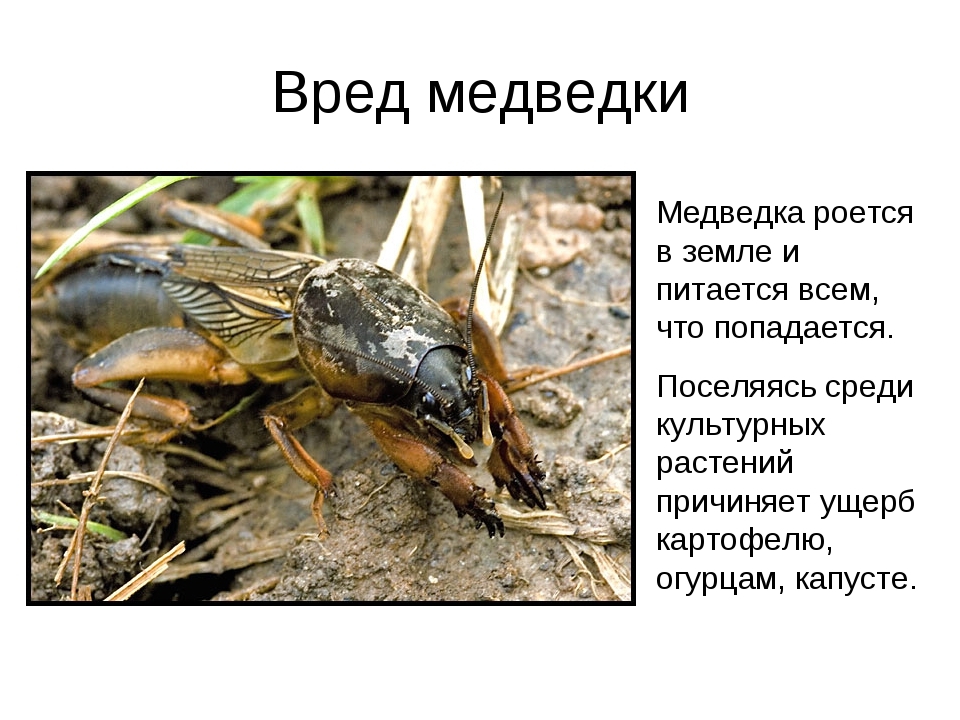 Презентация по экологии на тему"Насекомые"