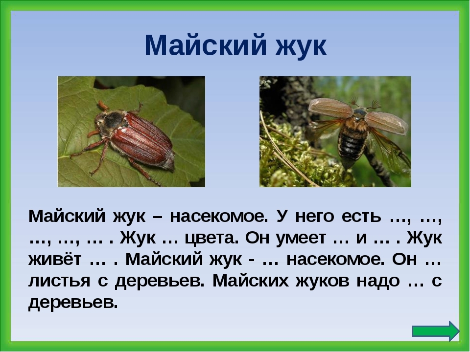 Презентация по экологии на тему"Насекомые"