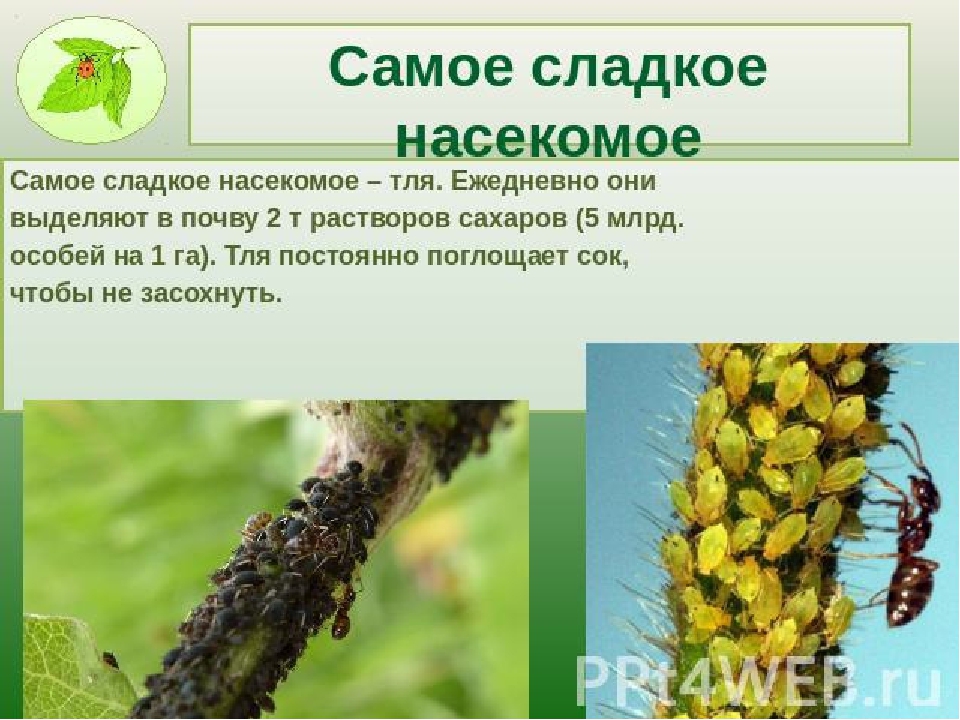 Презентация по экологии на тему"Насекомые"