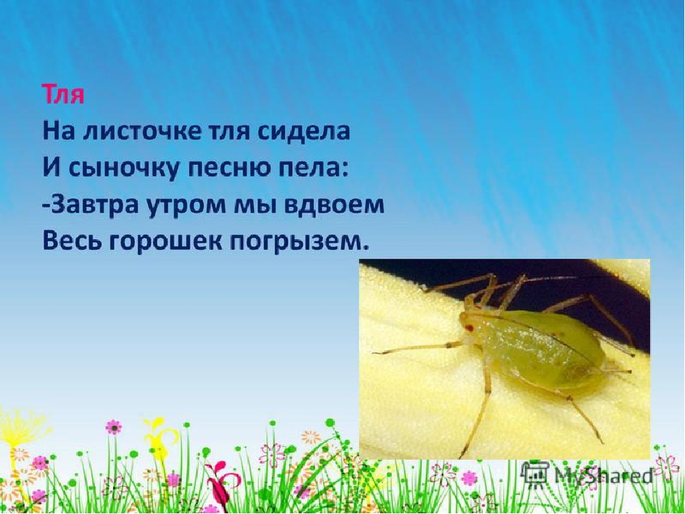 Презентация по экологии на тему"Насекомые"