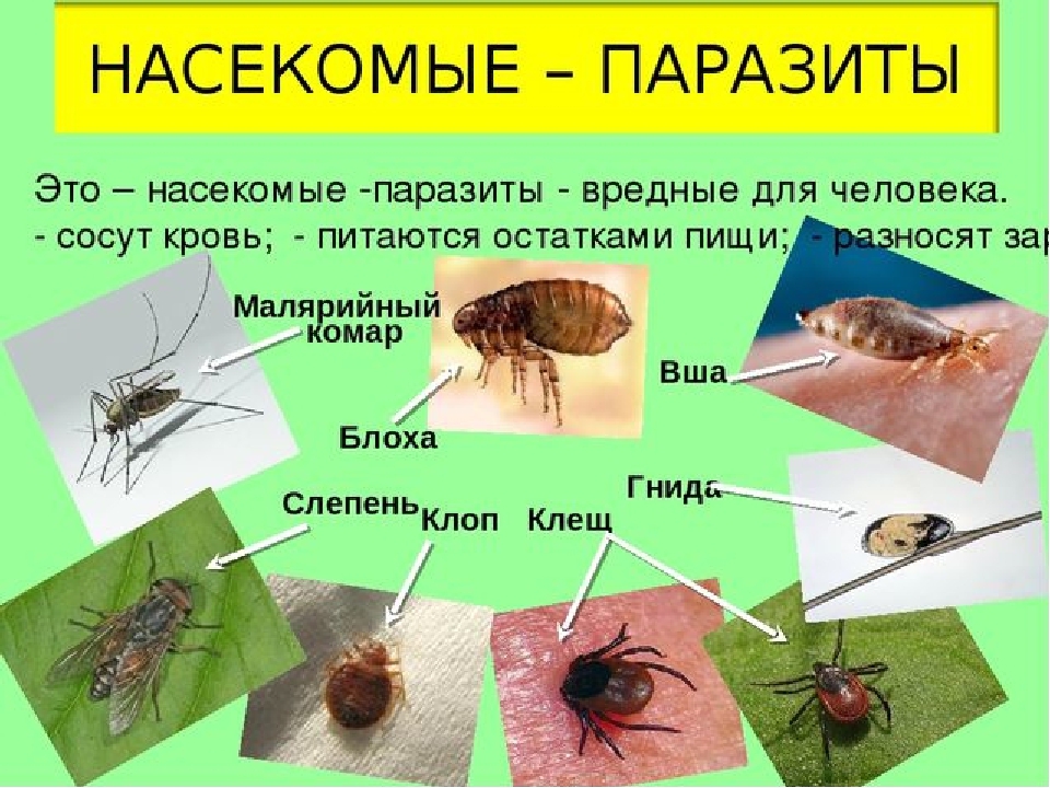 Презентация по экологии на тему"Насекомые"