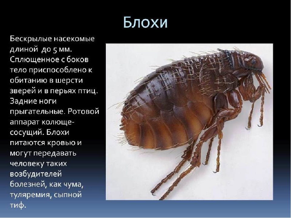 Презентация по экологии на тему"Насекомые"