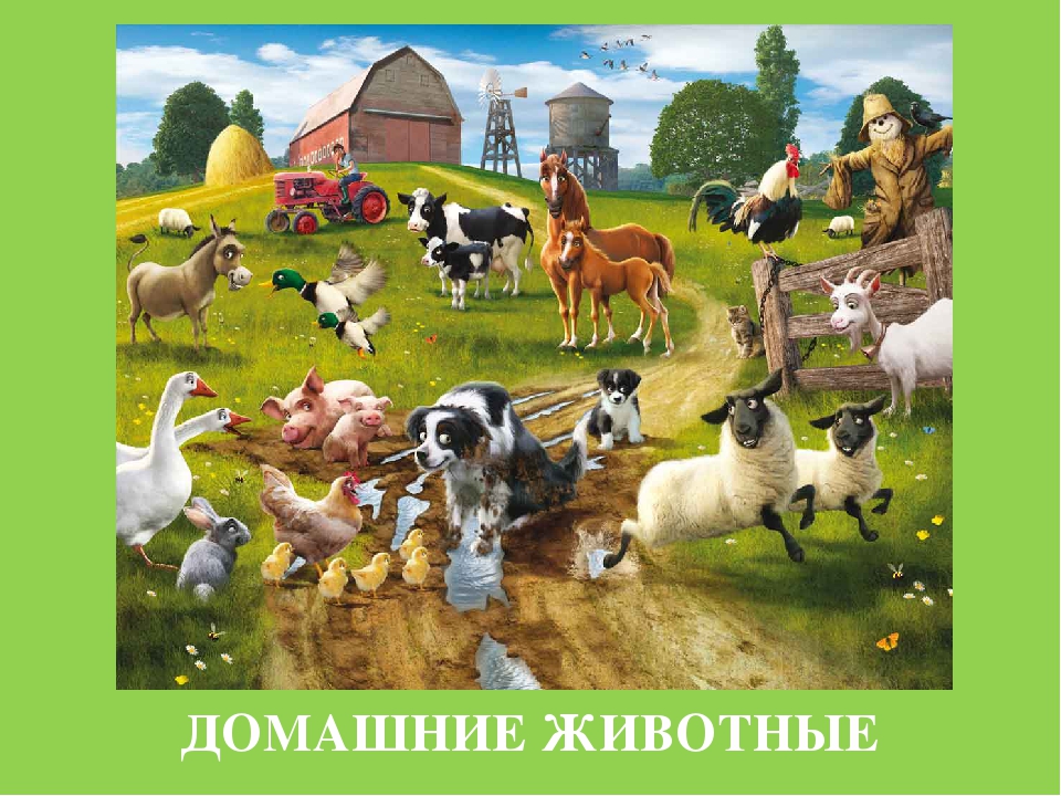 Презентация "Изучение с детьми домашних животных"