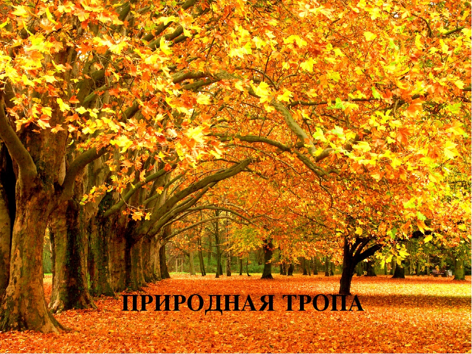 Презентация по окружающему миру "Экологическая тропа " (Осень)