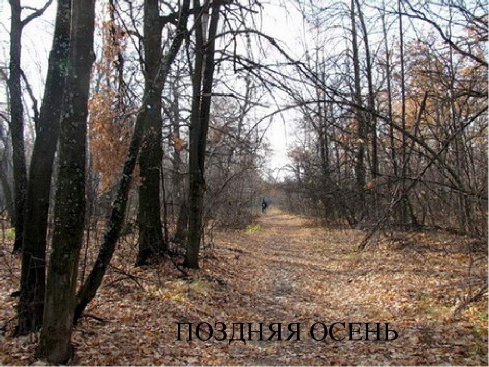 Презентация по окружающему миру "Экологическая тропа " (Осень)