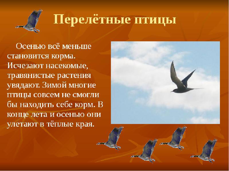 Презентация по окружающему миру "Экологическая тропа " (Осень)