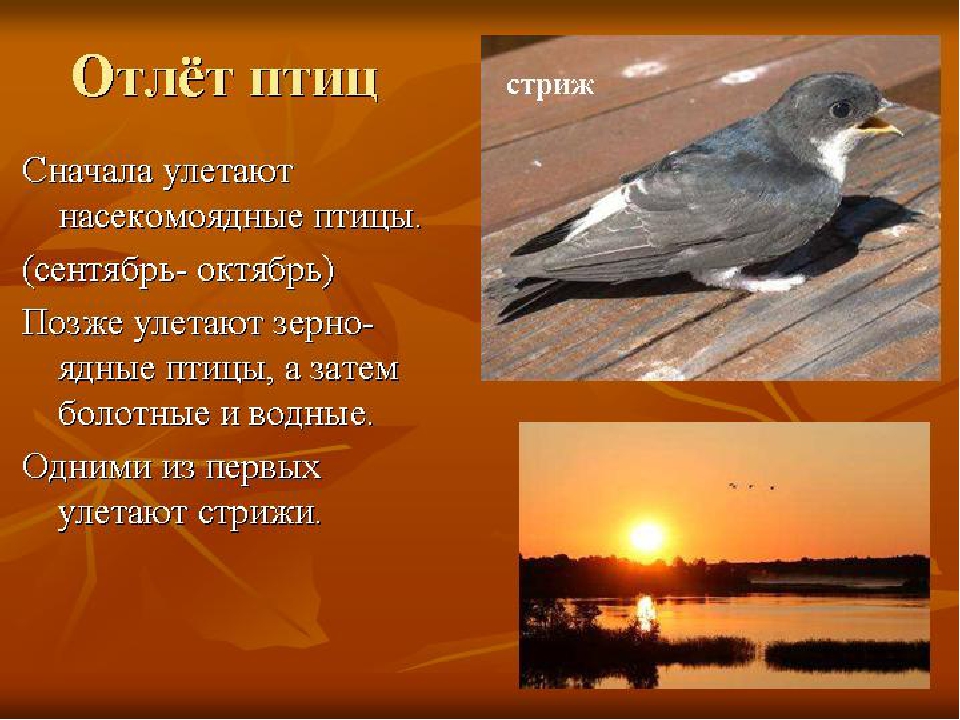 Презентация по окружающему миру "Экологическая тропа " (Осень)