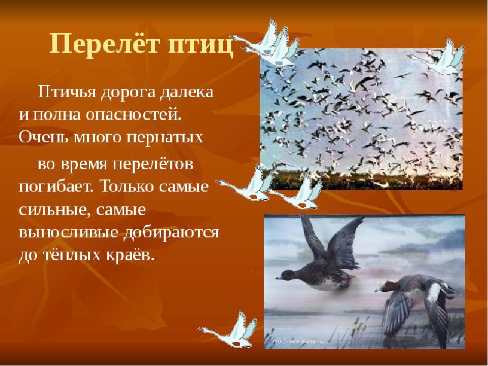Презентация по окружающему миру "Экологическая тропа " (Осень)