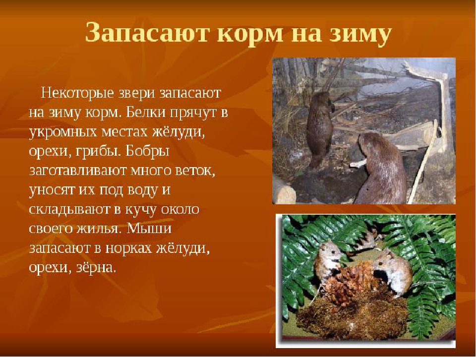 Презентация по окружающему миру "Экологическая тропа " (Осень)