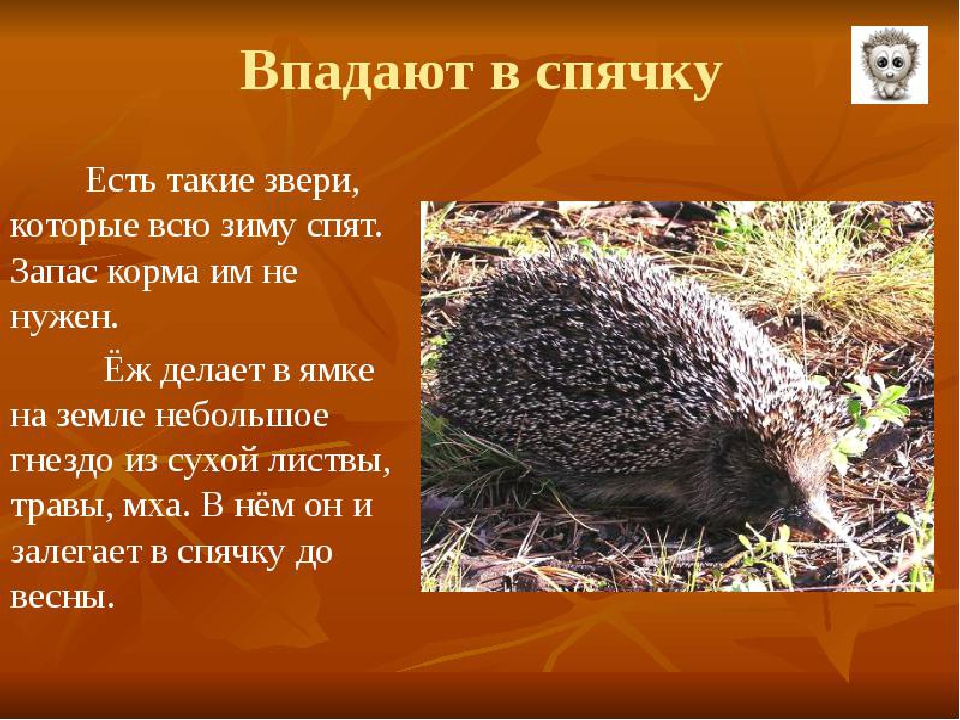 Презентация по окружающему миру "Экологическая тропа " (Осень)