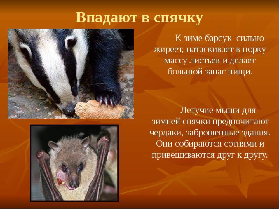 Презентация по окружающему миру "Экологическая тропа " (Осень)
