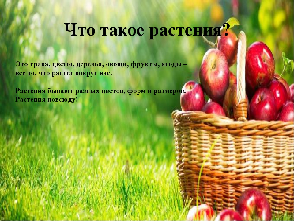 Презентация на тему "Растения"