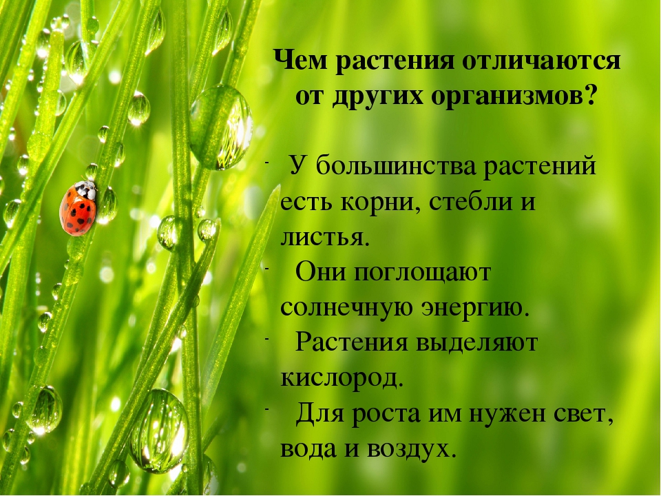 Презентация на тему "Растения"