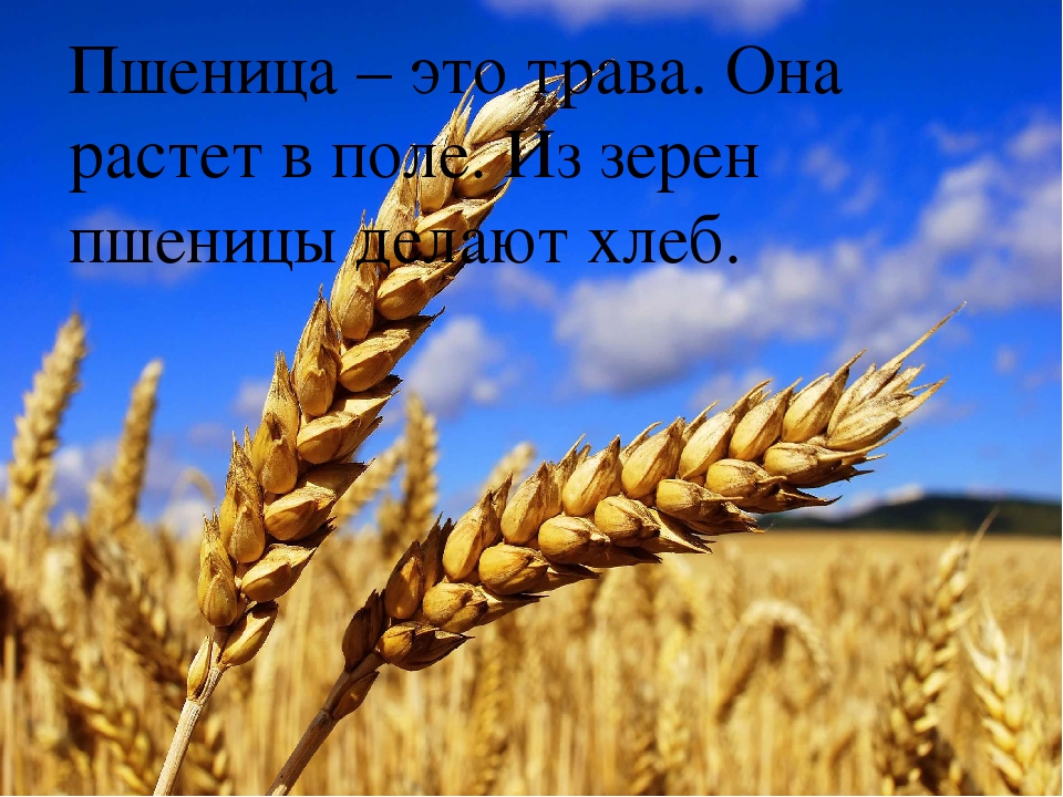 Презентация на тему "Растения"