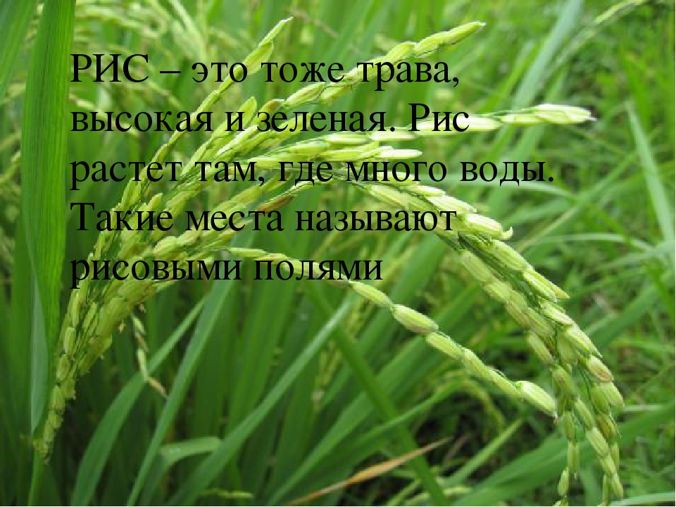 Презентация на тему "Растения"