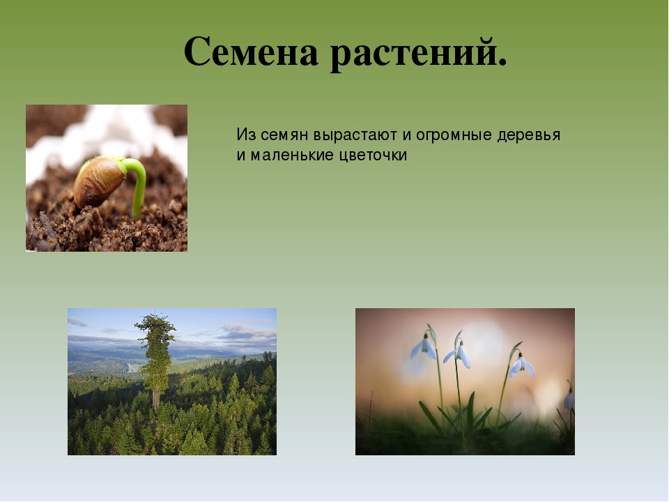 Презентация на тему "Растения"