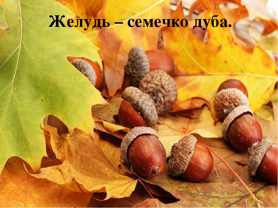 Презентация на тему "Растения"
