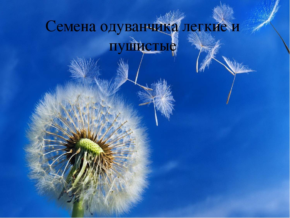 Презентация на тему "Растения"